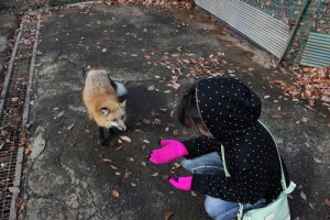 Khi cho cáo ăn, các bạn nhớ đeo bao tay nhé